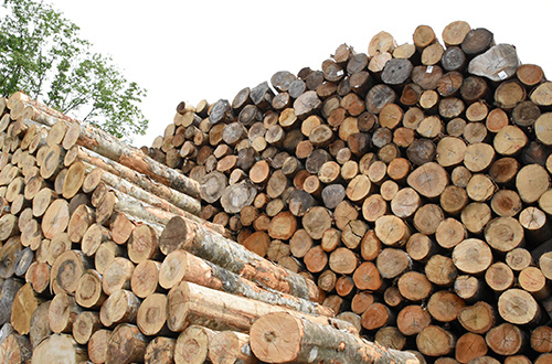 国産材の枕木原木の土場